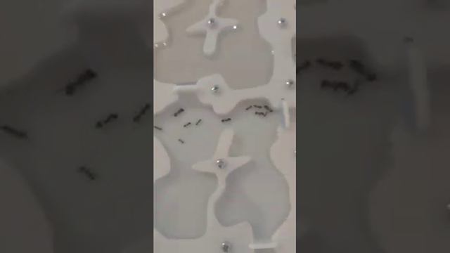 Переселение муравьёв в гигантский фоомикарий