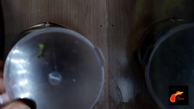 как соорудить террариум для богомола. Евгений заселяет временные апартаменты