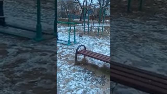 Резвый Джек Рассел на прогулке.
