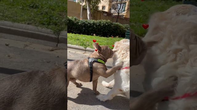 Большая любовь маленького французского бульдога❤️