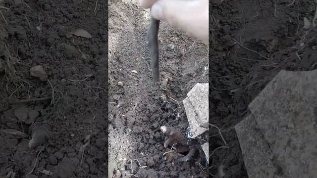 Посадить березу правильно.