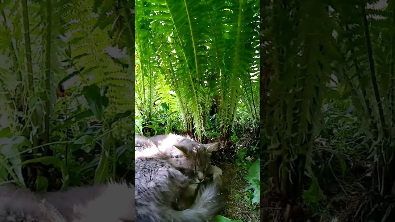 Наше Кошачье подворье. Лето и зима. #straycats #cat #village #бродячийкот #дача