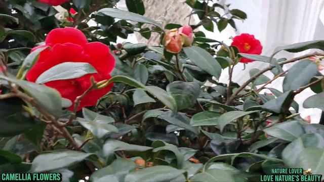 Most Beautiful Camellia Red Flowers, Love Nature's @Love Nature's Beauty
