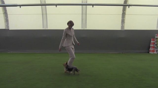 Открытый-НТМ - Шадричева Оксана  и Йоркширский терьер  Рэм