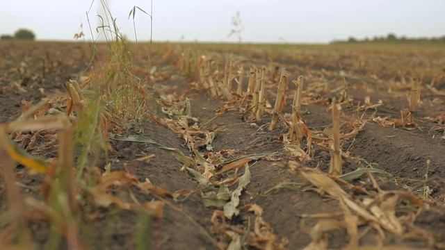 Вертикальная обработка почвы Excelerator 8005 после кукурузы на силос