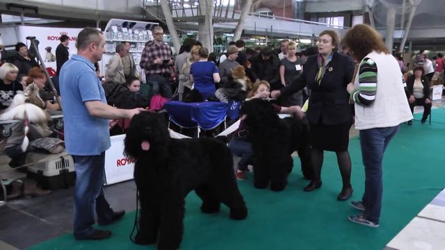 РЧТ. Монопородная выставка