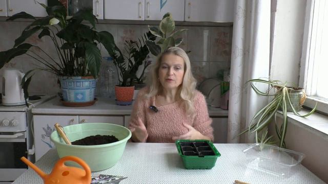 Сеем  виолы-гиганты