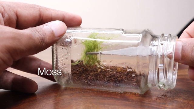Turn An Empty Nescafe Jar Into A Terrarium (Recycle, Reuse, Repurpose)