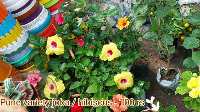 Galiff Street Plant Market| Plant Market Kolkata| Sunday Plant Market Kolkata| Syambjar Hat