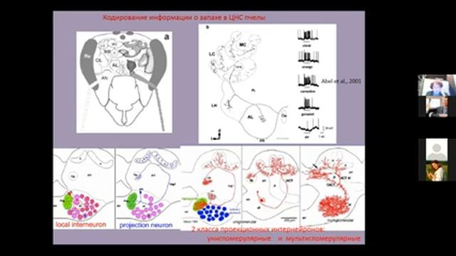 Вячеслав Дубынин ФЧЖ 4 курс 2021 лекция 2 по физиологии ЦНС насекомых