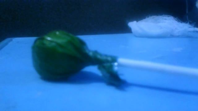 Как быстро открыть чупа-чупс! Ответ тут!