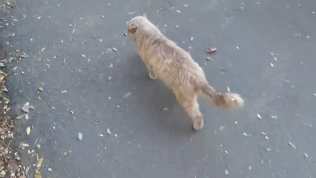 пушистый кот красивый кот