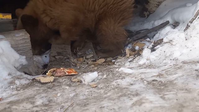 Petunia The Baby Bear Cub Eating A Cheeseburger