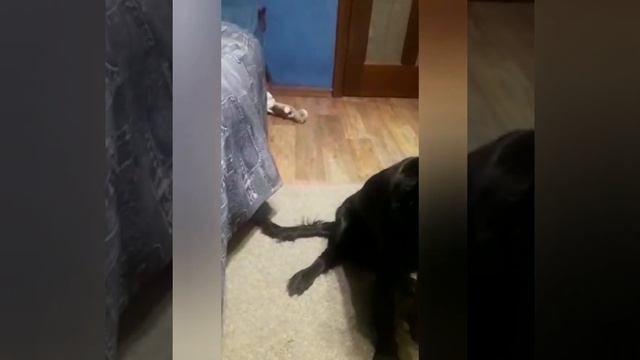 #dog#pets#спаниель  Очаровательная Триша. Девочка-припевочка. Интелект и красота