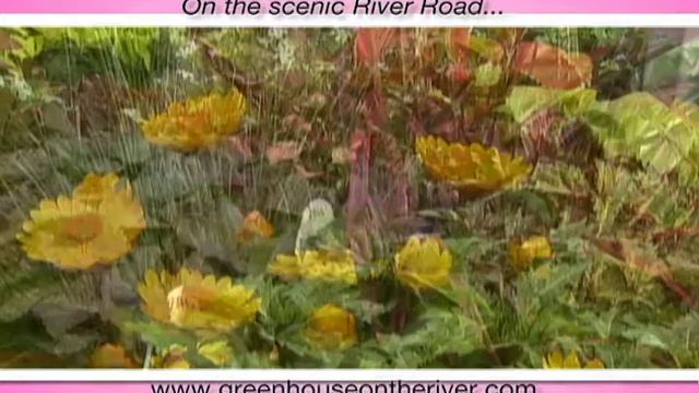 Greenhouse On The River - Plus Sized Geraniums