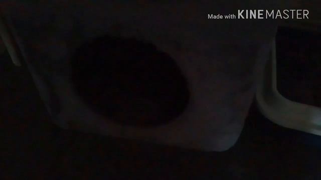 10 фактов о моей кошке❤