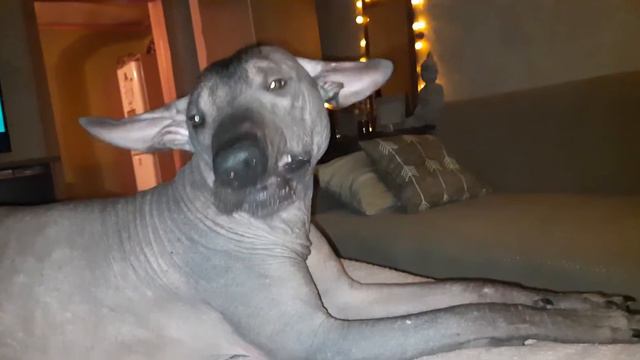 петер(ксолоитцкуинтли)