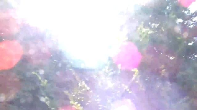 Уникальное видео полет муравьев над головой