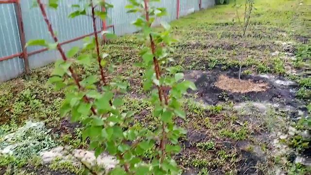 D18b0fded7ad1d53816488d301a09b09