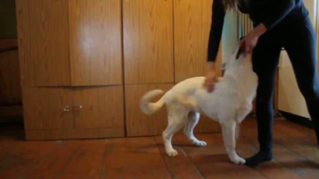 Белая Швейцарская Овчарка