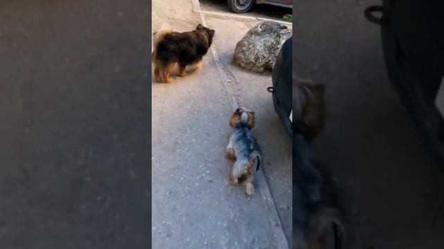 Нельсон и Жора гулять улице 23.06.2017