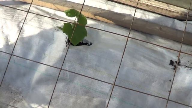 ВЫСАЖИВАЕМ ПЕРВЫЕ ОГУРЧИКИ