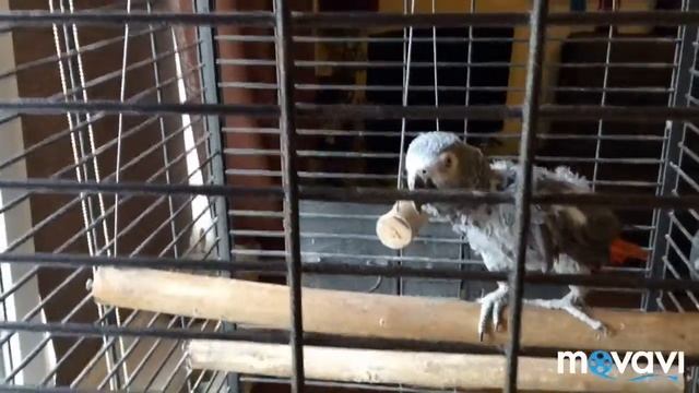 Инкубация. Брудер . Попугай .о самой инкубации.перепела.