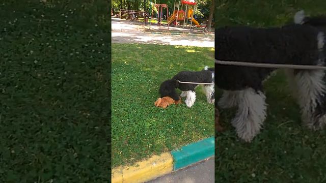 Элегия Песня Феникса и Алкиона