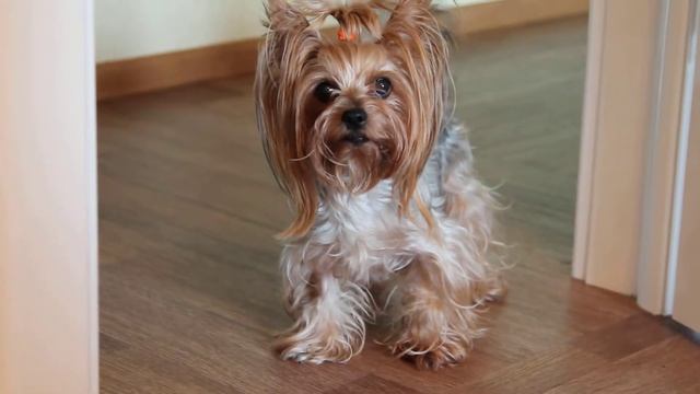 кормящая фрося