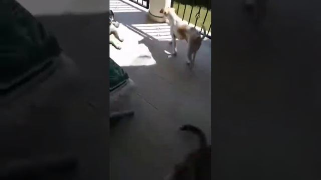 Richmond Monor  GEb. 12.10.2018.  COLLIE-IRISH WOLFHOUND  MIX /SEHR RUHIG..