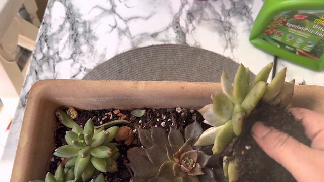 Sukulentlerimi Güzelleştirme Zamanı Ekim,dikim#suculentas#garden #almanya#flower