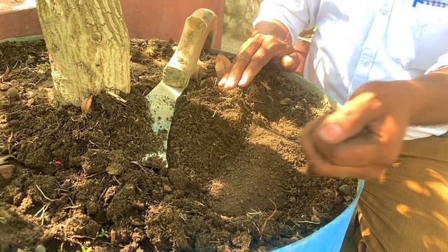 चीकू/Chikoo पर करो यह काम, 20-25 दिनों में फलों से भर जाएगा पोधा | Chikoo Care Tips And Tricks✨