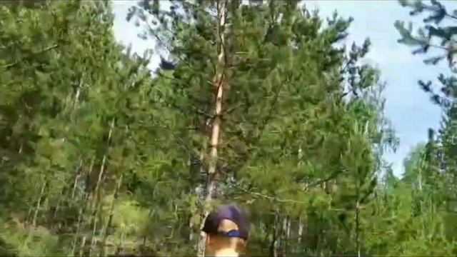 Прятки в лесу