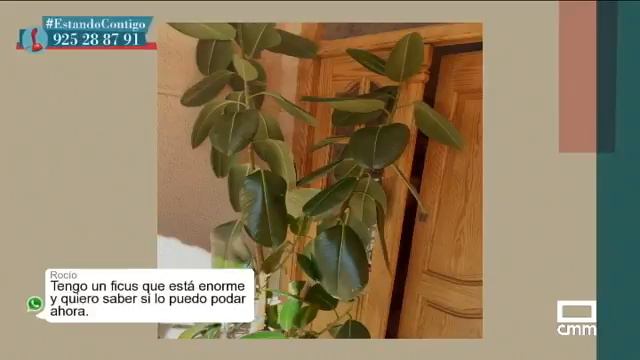 Las Heucheras: Los Mejores Trucos Para Cuidarlas | Estando Contigo