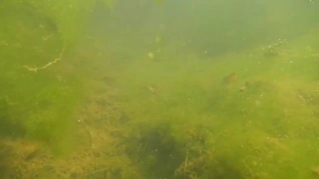 Nikon AW100 Underwater Test