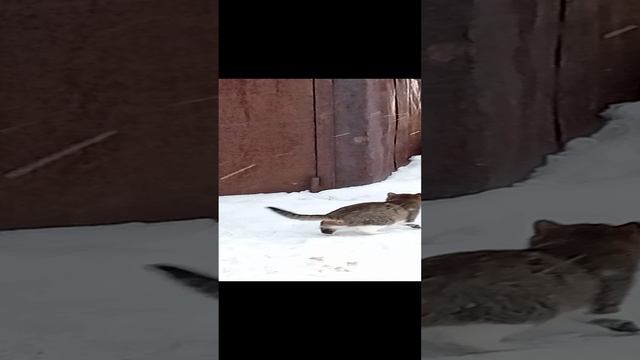 кошка ловит снежинки 2