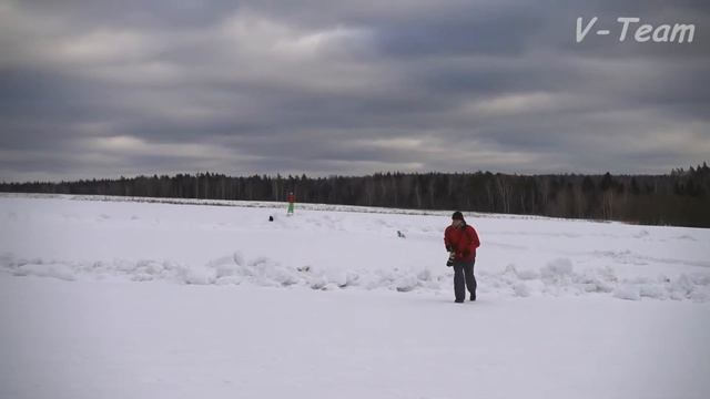Салюки Dioskury Araks Allous (син). МЗ-2017.