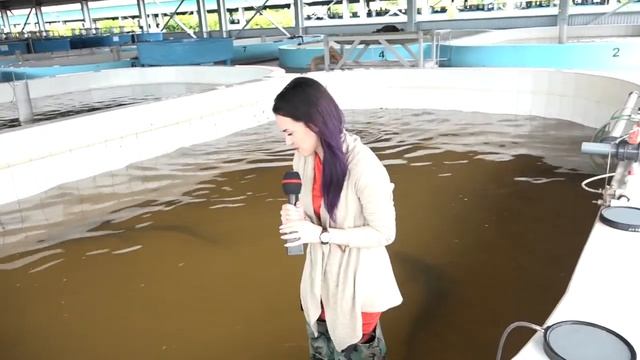 Завод по разведению осетров