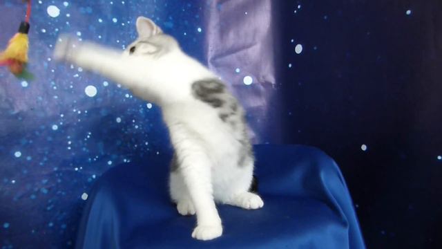 Питомник Шотландских кошек 