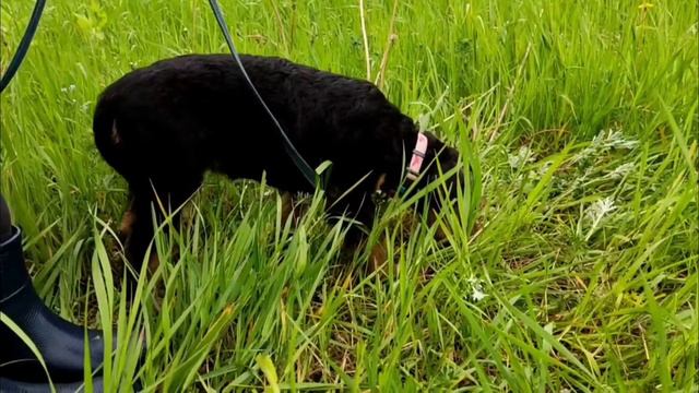 Эрдельтерьеры Ральф, Тесла, Тара и Уна