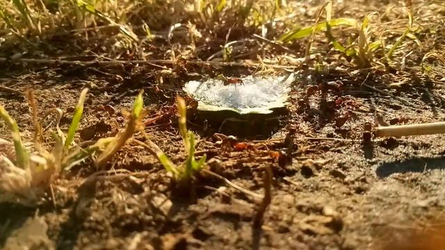 9c53373acada588c4b2a73327fc6ddca