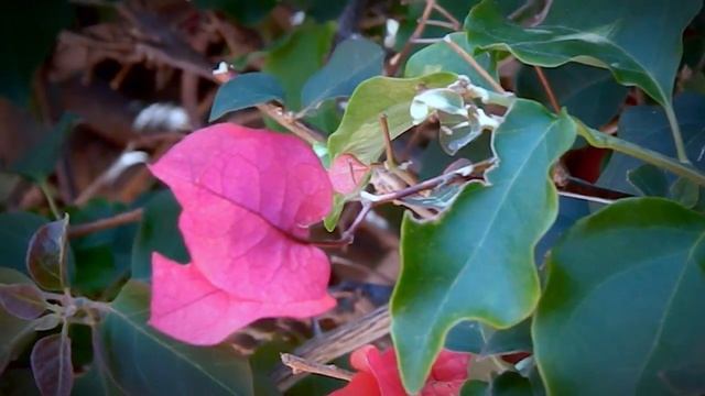 Nikon Coolpix L120 - Plants And Bugs