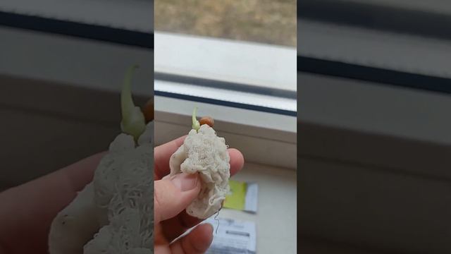 Пророщування драцени із насіння | SeedEra | Dracaena From Seed