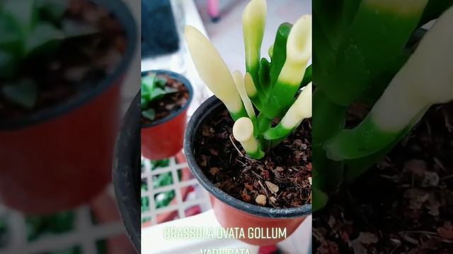 Crassula Ovata Gollum Variegata EP 137/1000