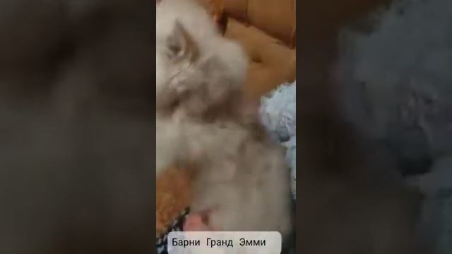 Барни Гранд Эмми.                              1 февраля 2021 г.