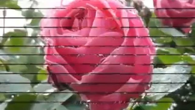 Пусть к Вам стучится только добро 10226 (0.30)