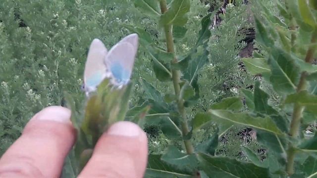 Бабочки проказтницы.