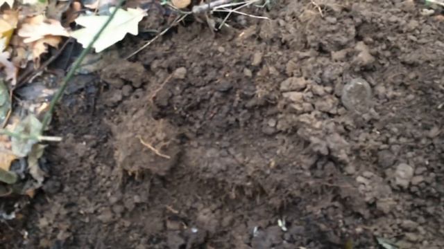 Заскочили в лісок, а там скіфи та п'ятаки