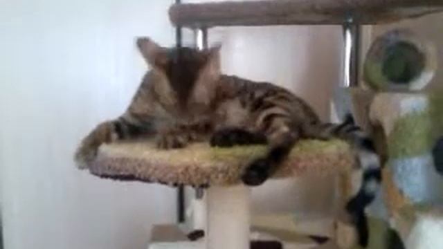 А чем еще заняться порядочному бенгальскому коту? ....