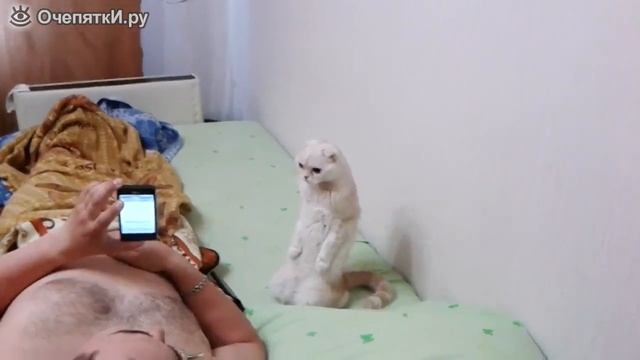 Патриотичная кошка